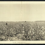 Theodore F. Williams mentions on page 6 of his brief memoir that he grew up on the edge of a cotton field in Bibb County Georgia. (Read Random & Reminiscence in this Tribute Gallery)