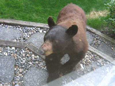 Black Bear Attacks Rosebush Gardener