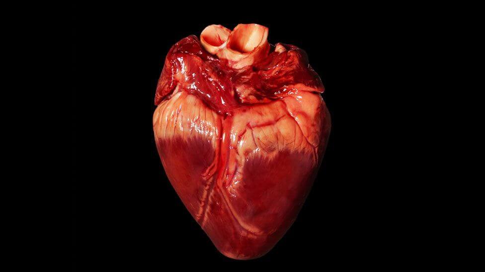 Man Not Worthy of Pig’s Heart?