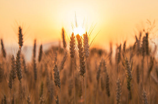 John 12 - Corn of Wheat