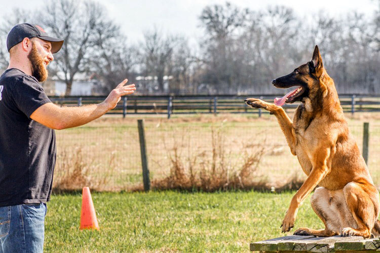 Abraham – Much More than a Dog Show