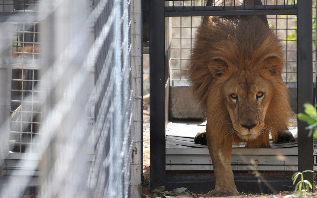 Lion walking through an open cage door