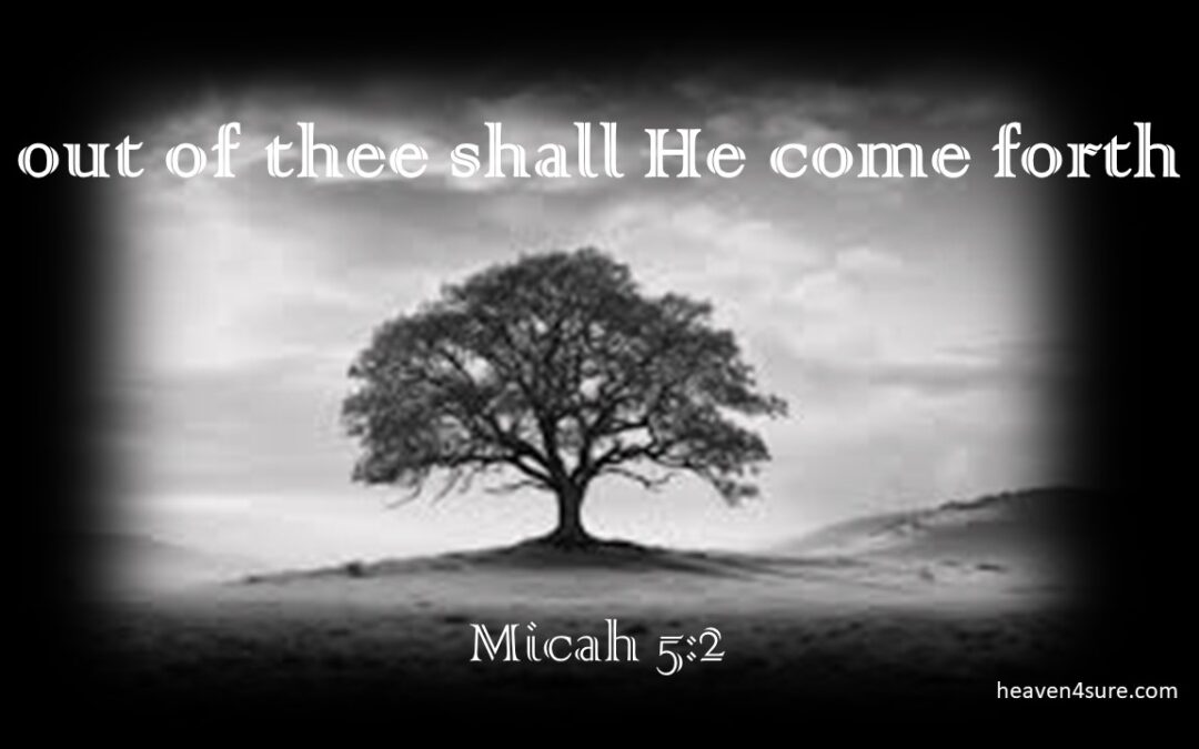 Micah’s Contribution