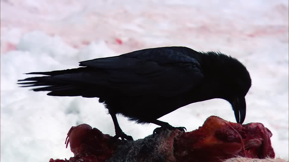 Enjoying a Carcass or the Leaf?