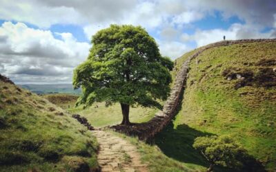 Sycamore Gap Tree Crime – Spiritual Reflections