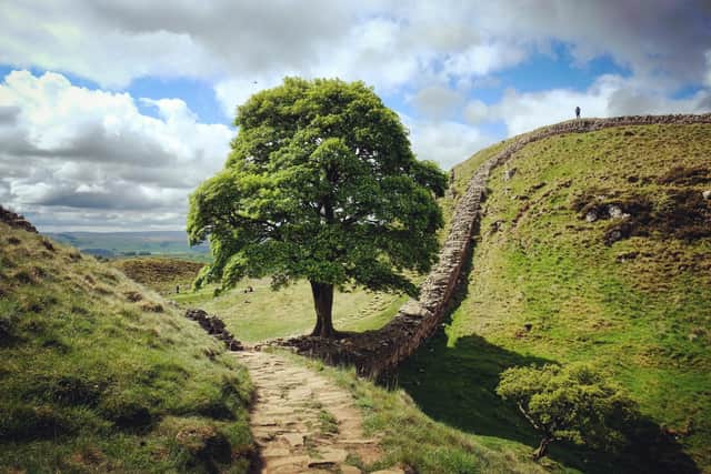 Sycamore Gap Tree along the Hadrian Wall before it was cut down